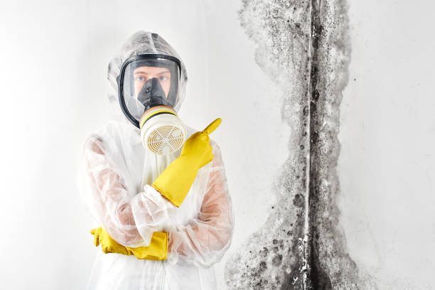 Why You Should Choose Our Mold Remediation Services in Springboro, OH